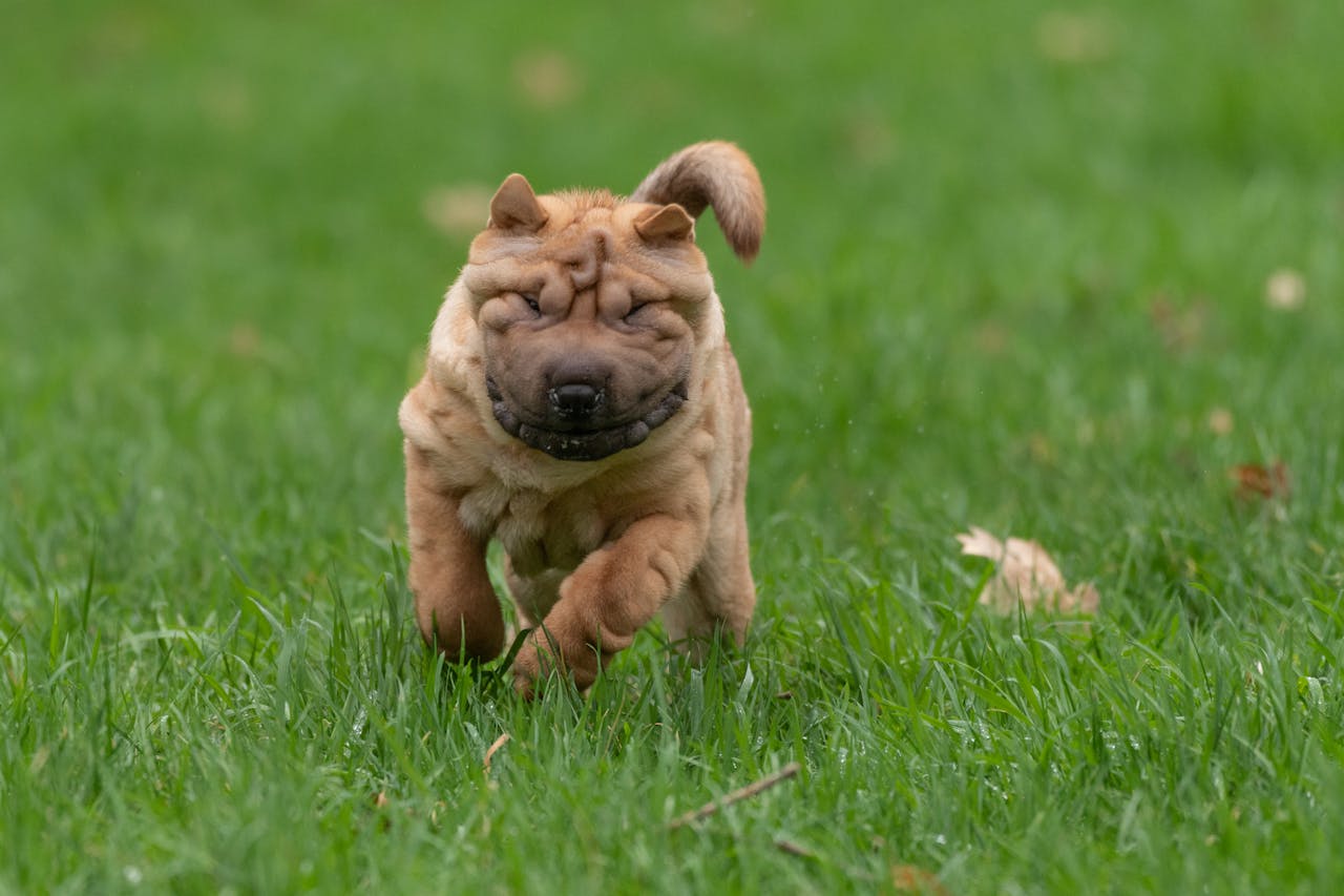 Shar-Pei