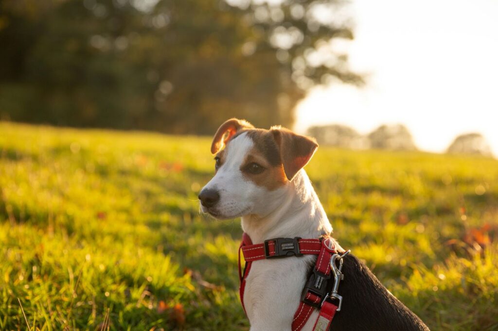 Jack Russell Terrier