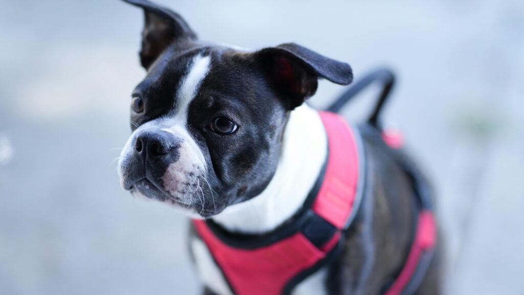 Boston Terrier