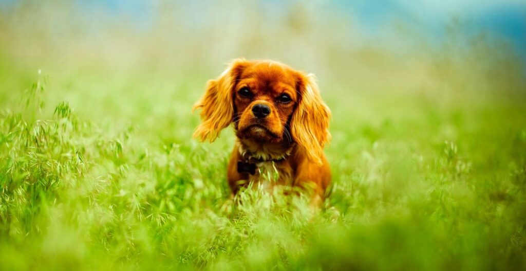Cavalier King Charles Spaniel