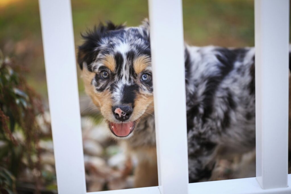 Australian Shepherd