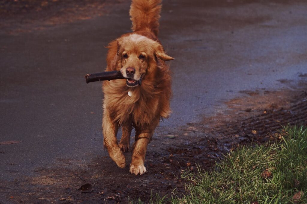 A Golden Retriever playing fetch