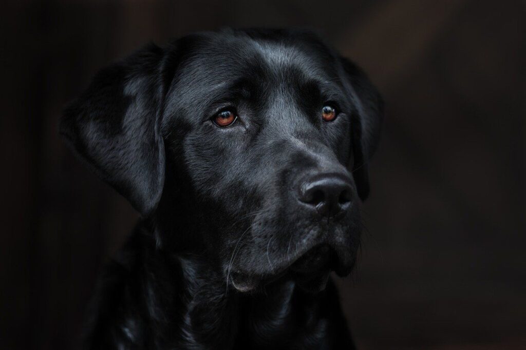 dog black
