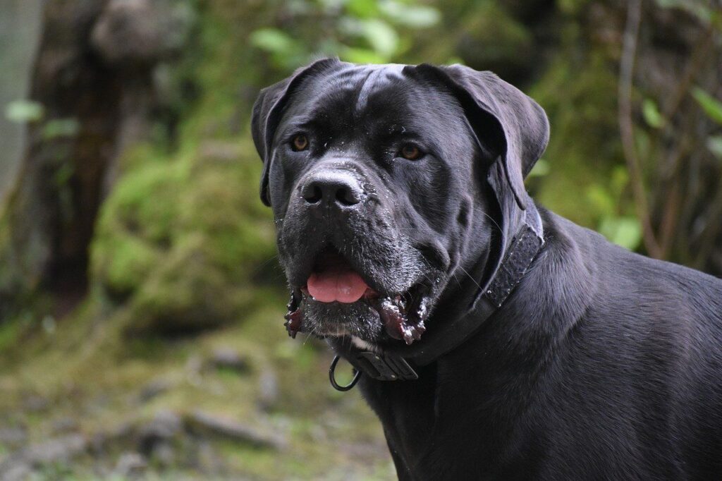 Cane Corso – 700 PSI