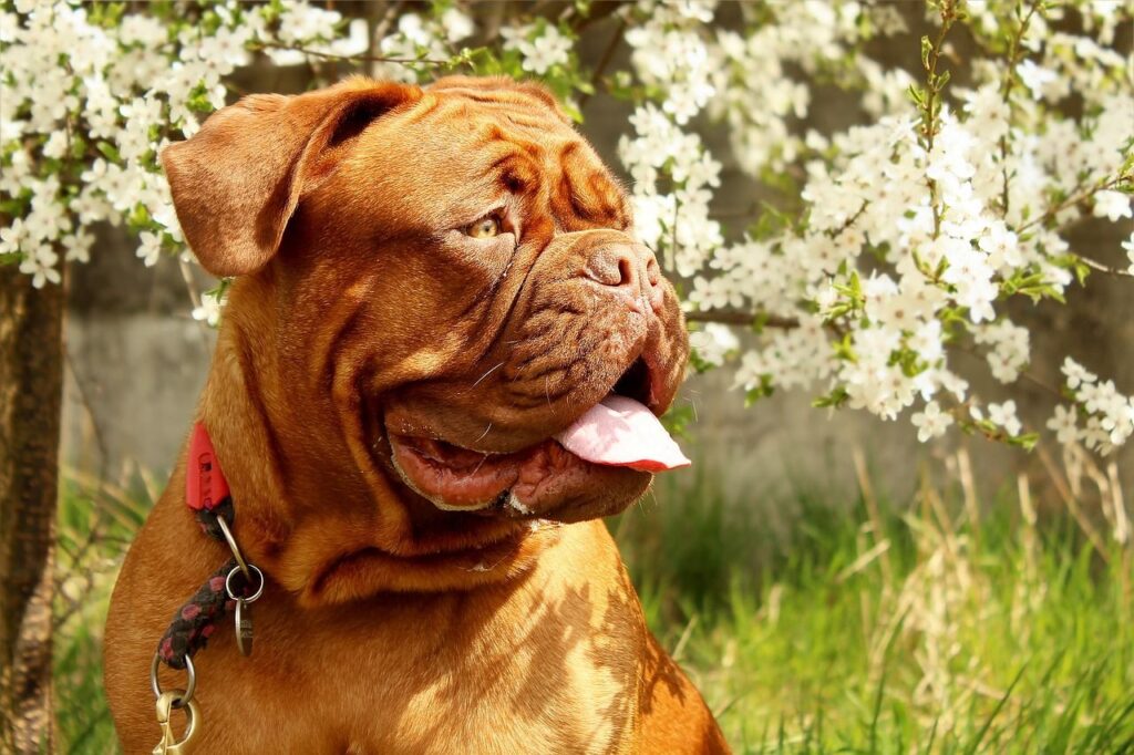 Dogue de Bordeaux – 556 PSI