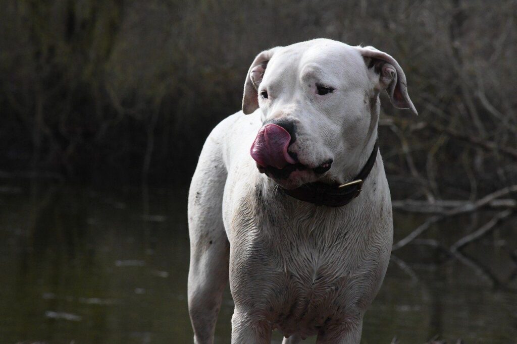 Dogo Argentino – 500 PSI
