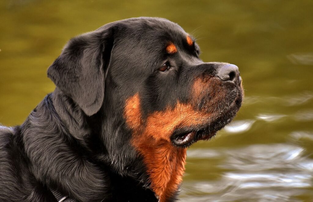 Rottweiler – 328 PSI