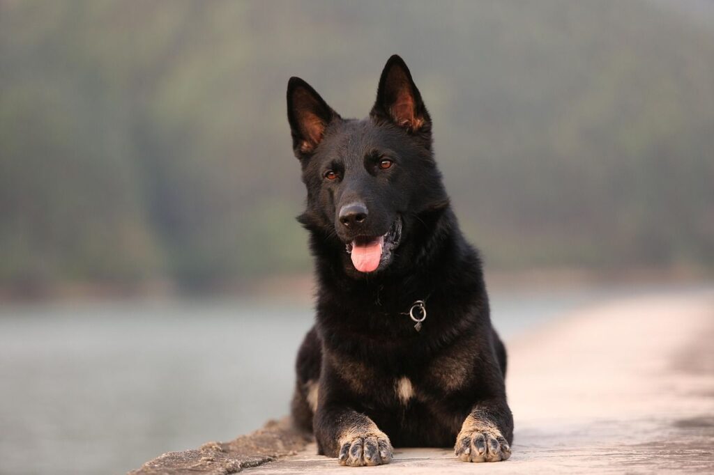 German Shepherd – 238 PSI