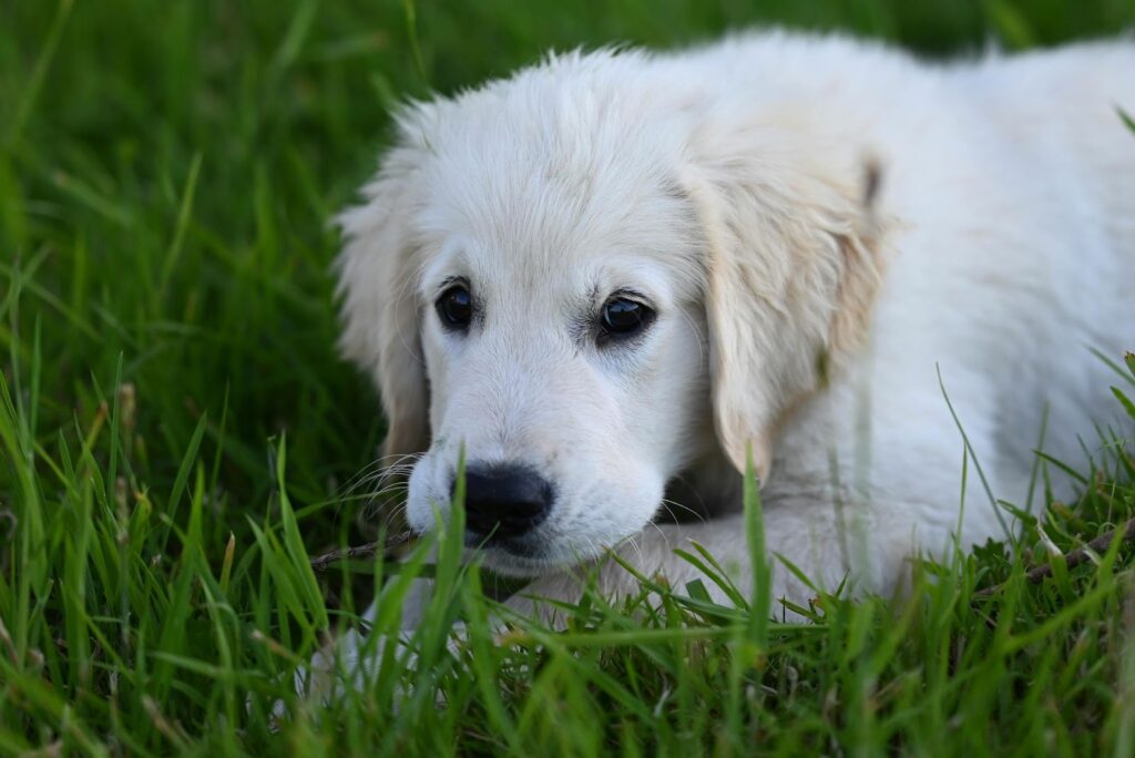 Golden retriever puppy in the fields