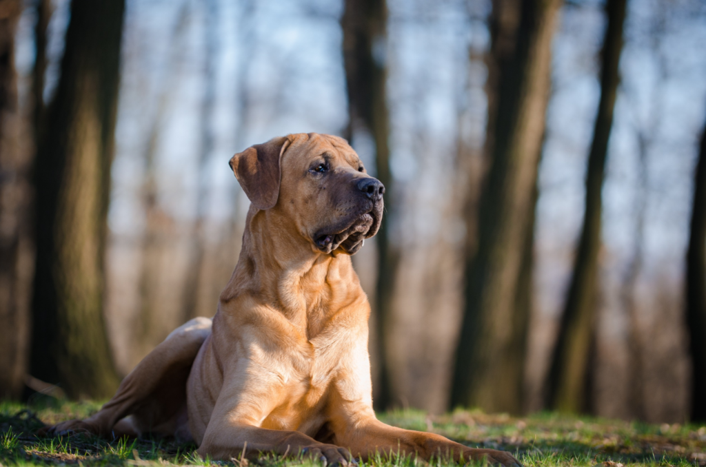 Tosa Inu – 556 PSI