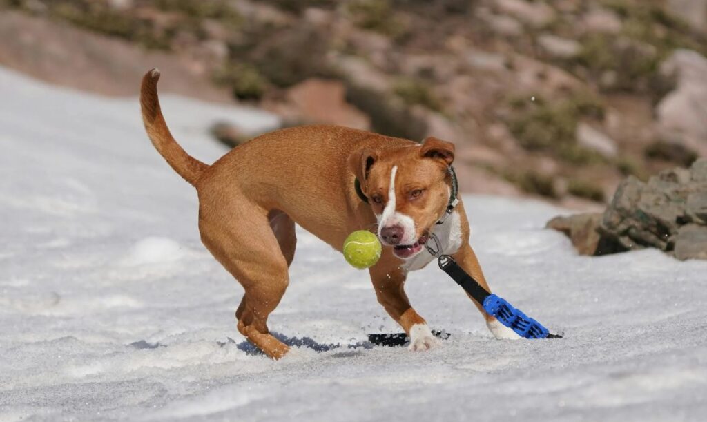 Pitbull playing with ball in snow