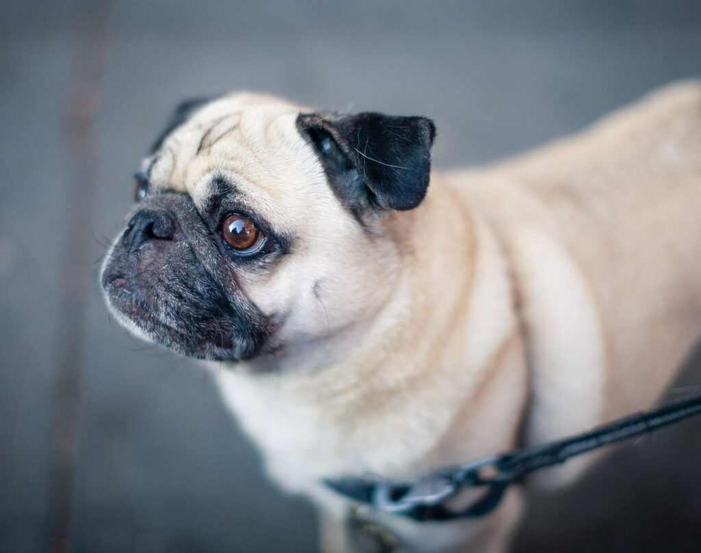 Pug