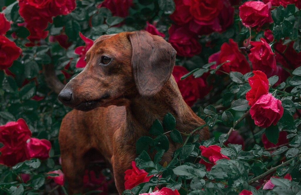 Dachshund