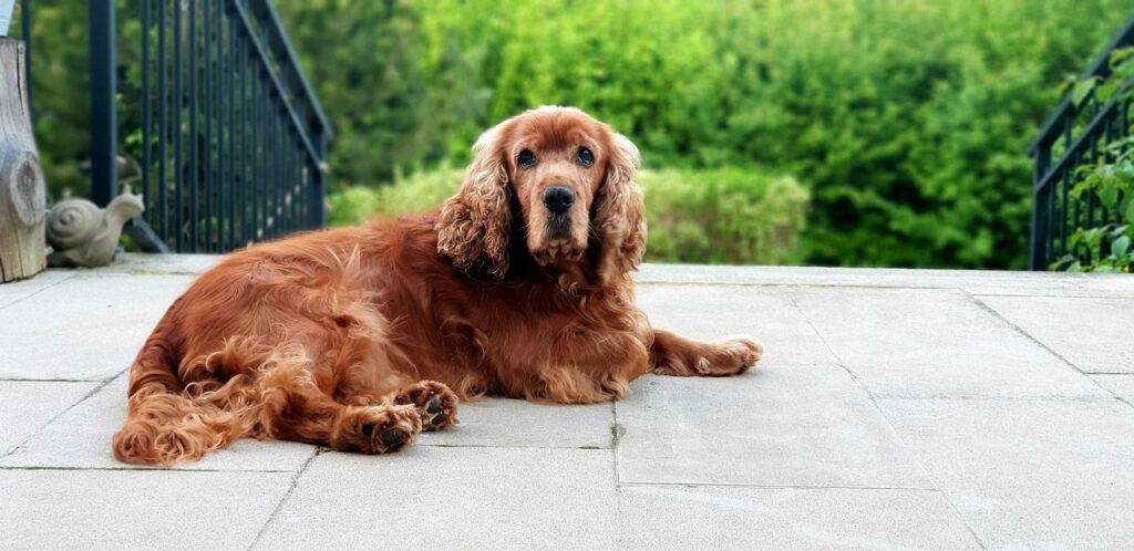 Cocker Spaniel