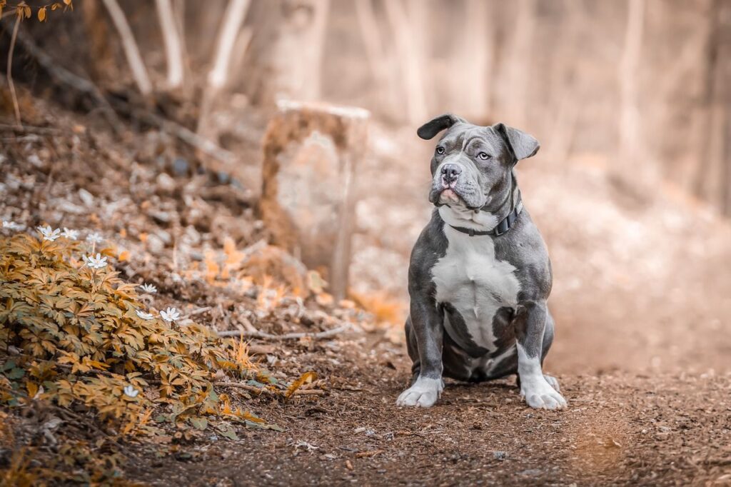 American Staffordshire Terrier