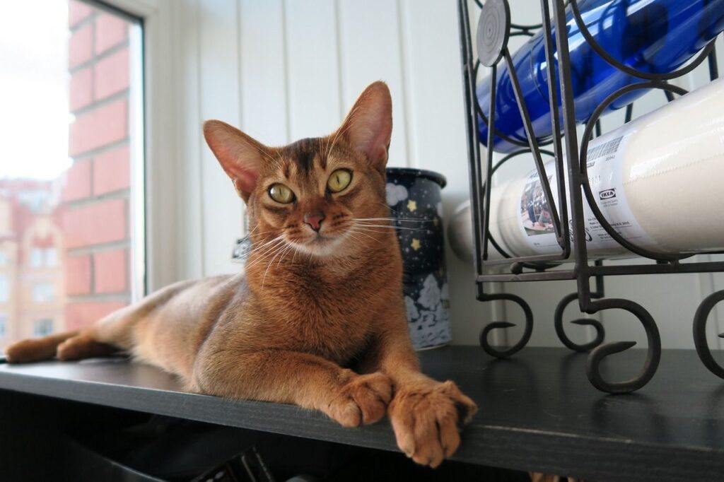 abyssinian cat