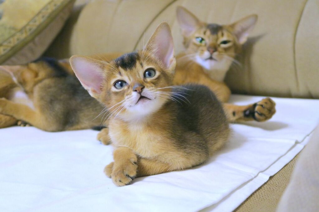 abyssinian cat
