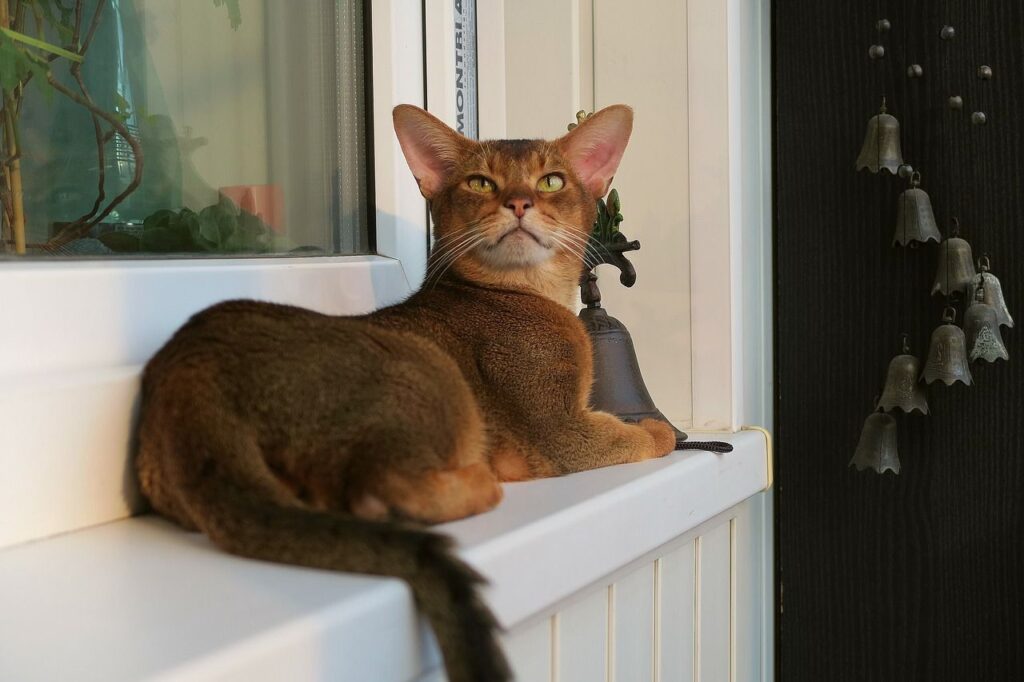 abyssinian cat