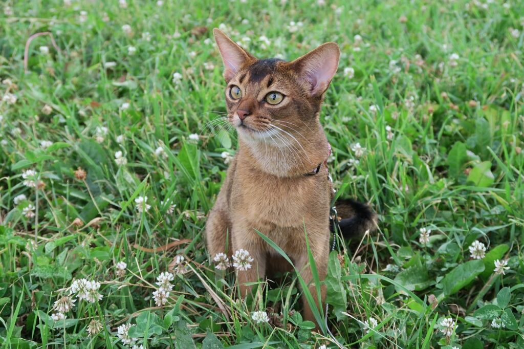 abyssinian cat