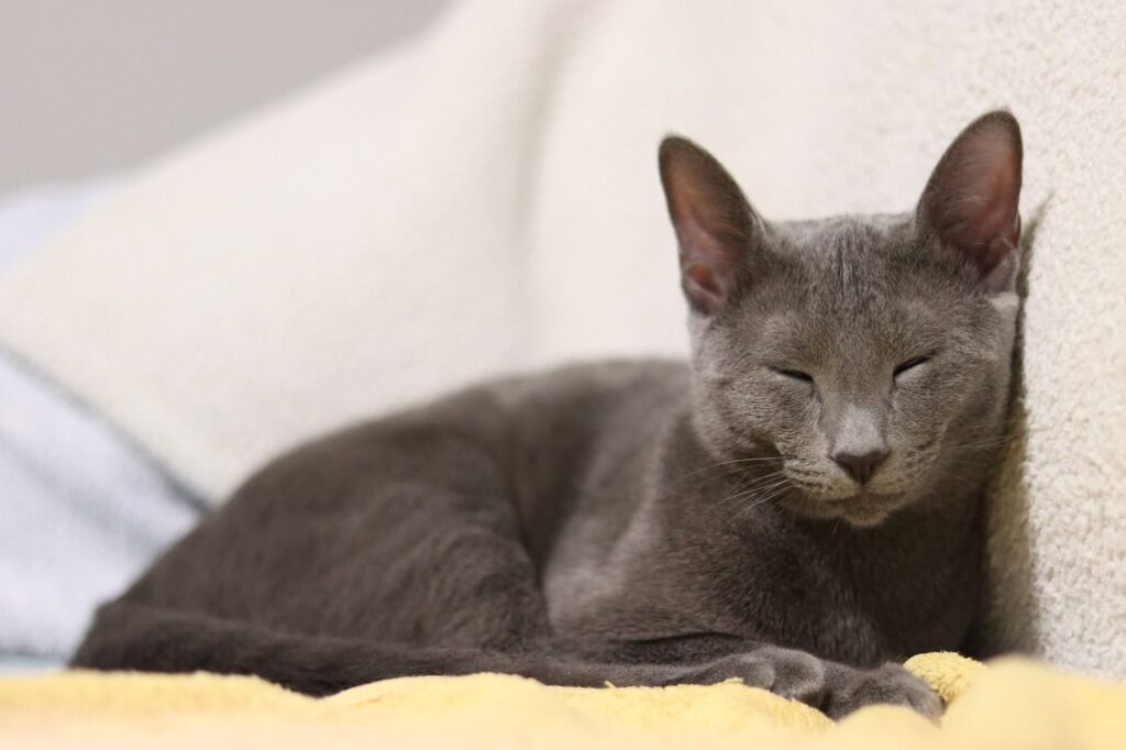 Russian Blue Cat
