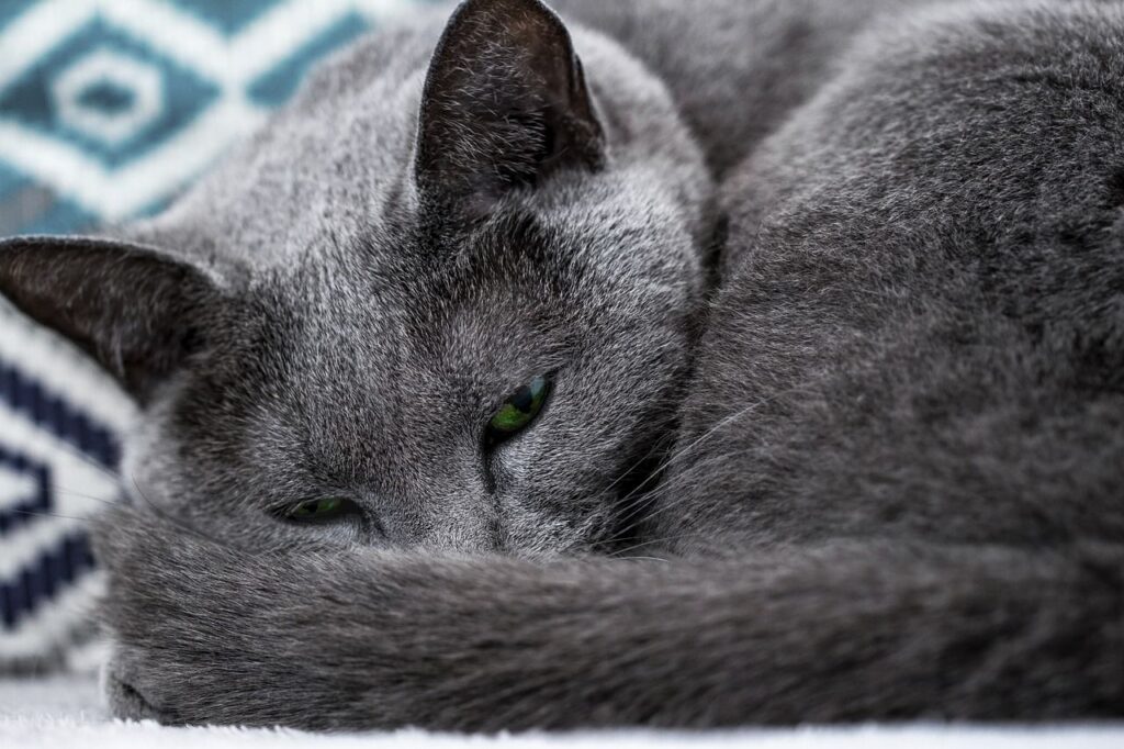 Russian Blue Cat