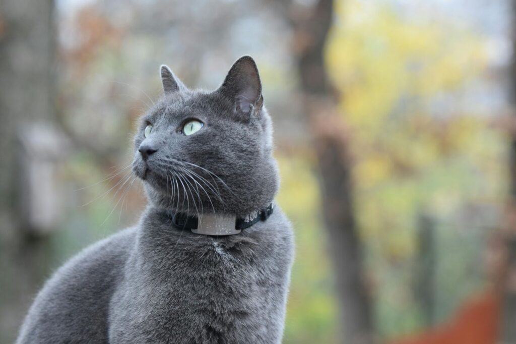 Russian Blue Cat