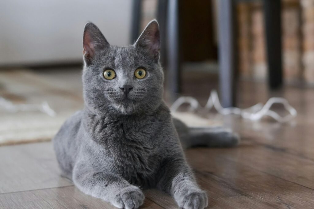 Russian Blue Cat