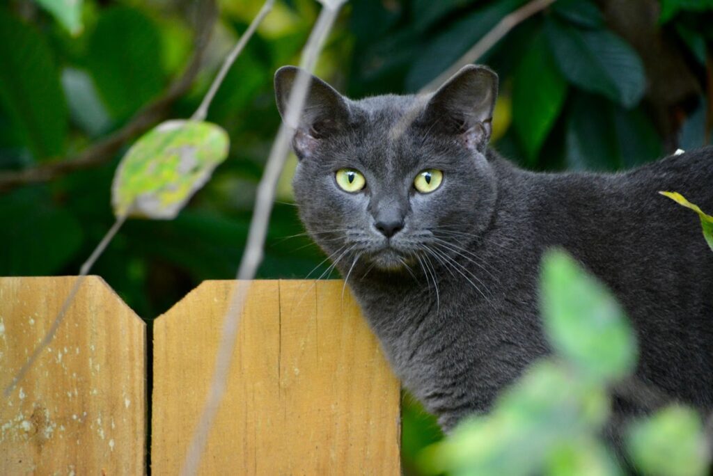 Russian Blue Cat