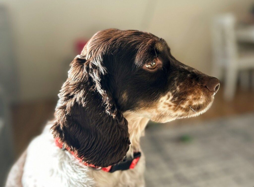 Cocker Spaniel