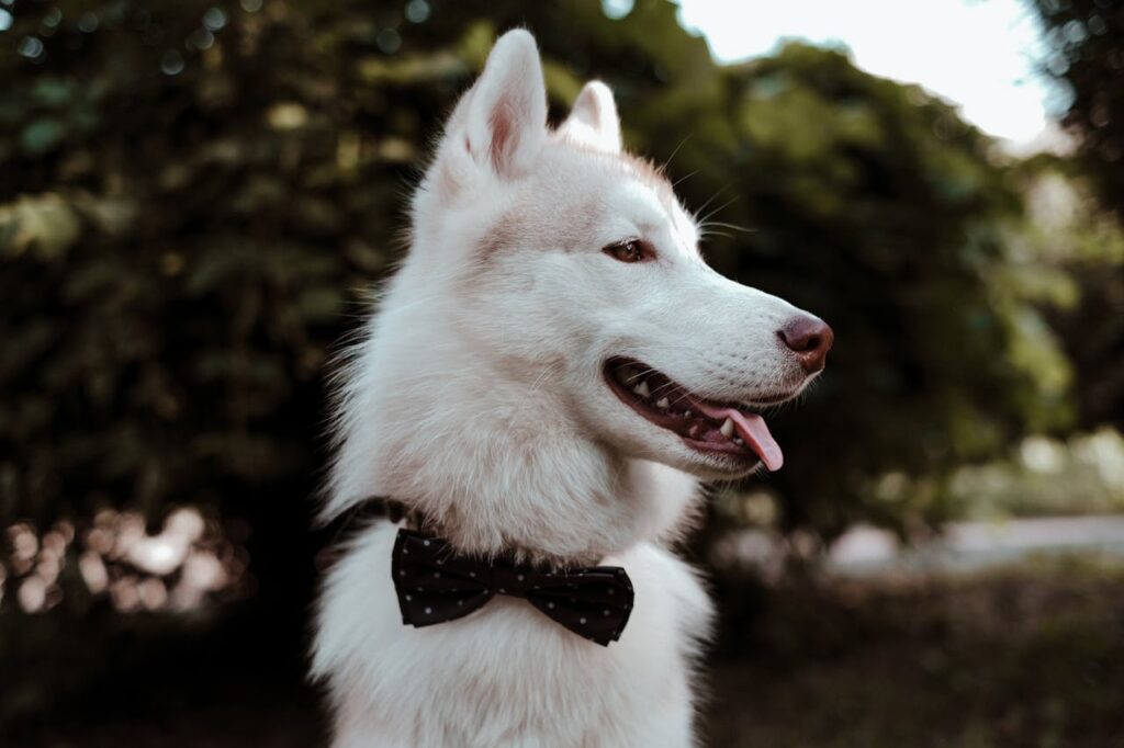 Closeup image of a Siberian husky