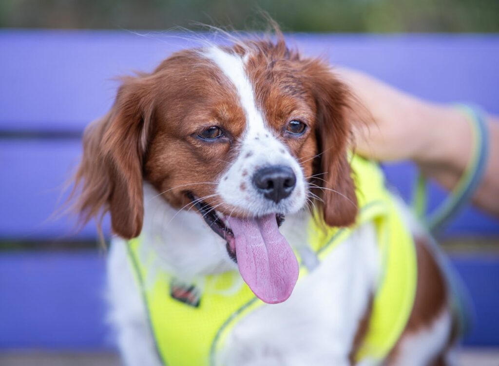 Cavalier King Charles Spaniel