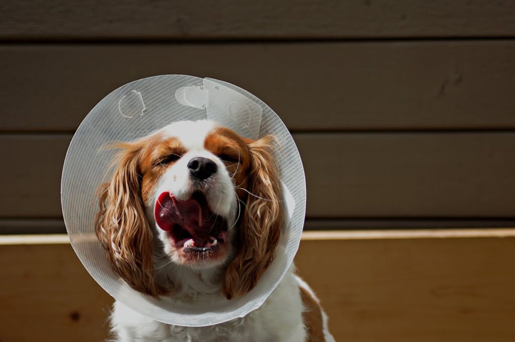 Cavalier King Charles Spaniel