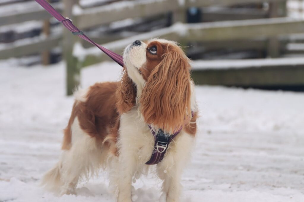 Cavalier King Charles Spaniel