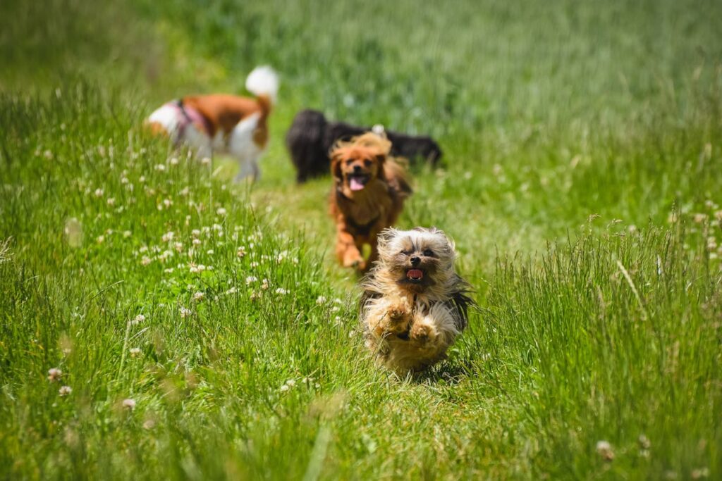 Cavalier King Charles Spaniel