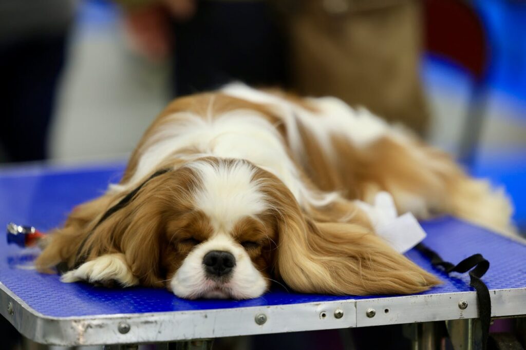 Cavalier King Charles Spaniel