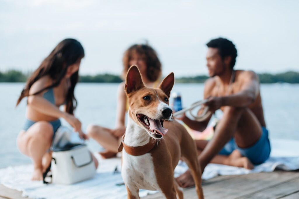 Basenji