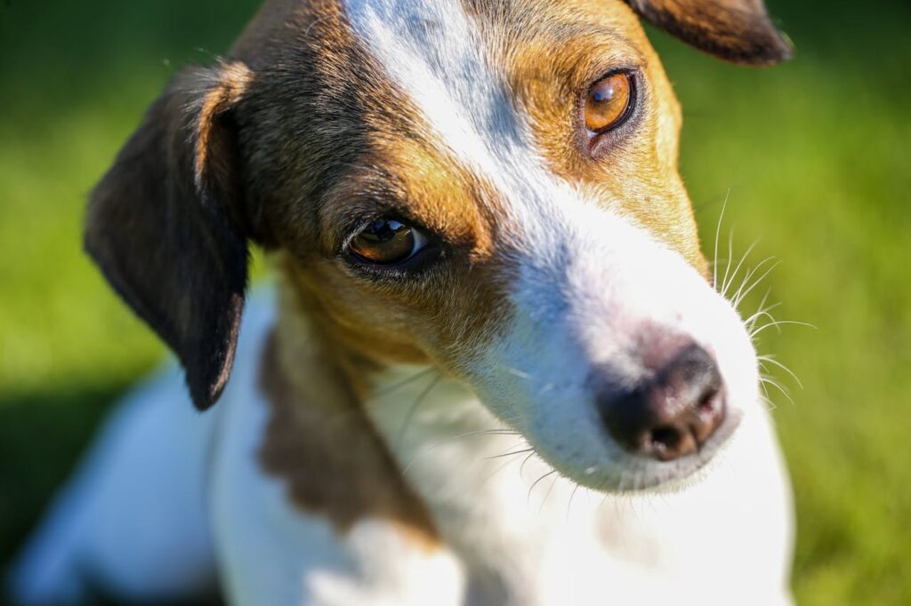 Jack Russell Terrier