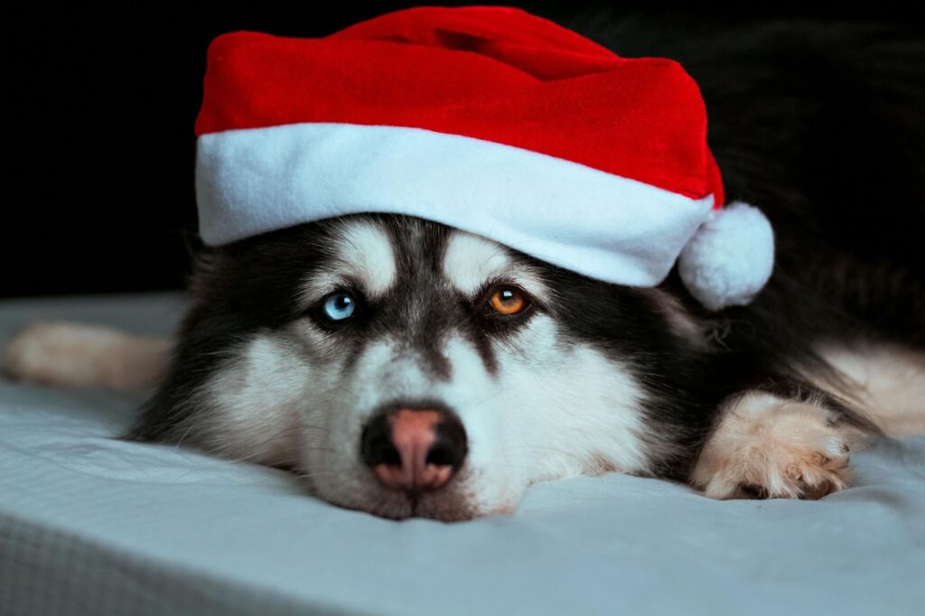 Beautiful Huskey dog with Christmas hat