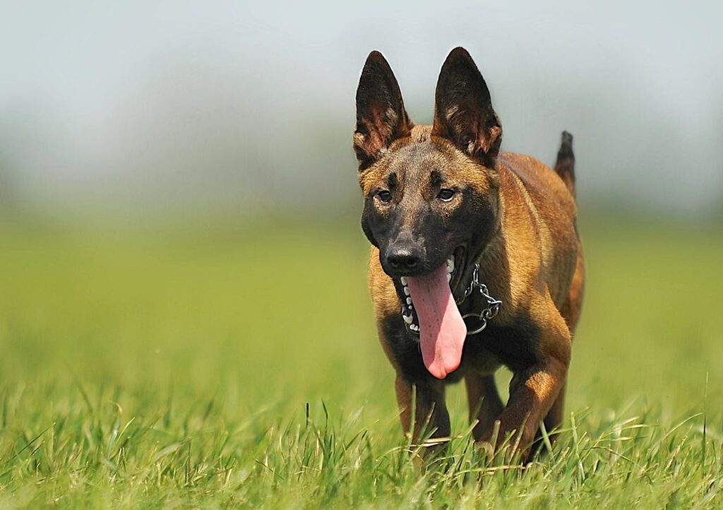 Belgian Malinois