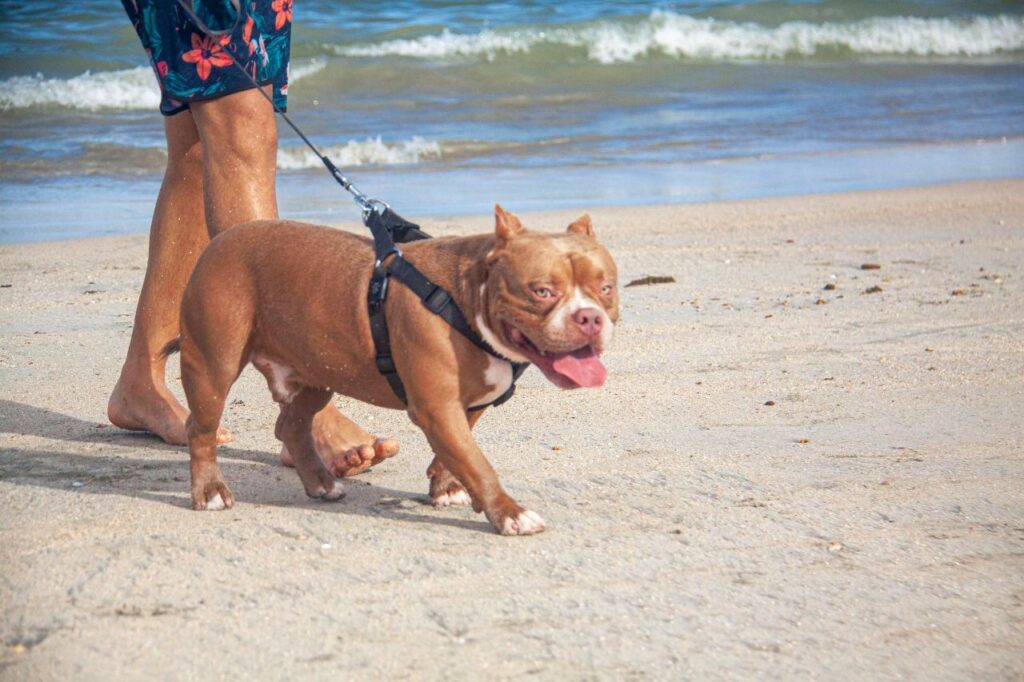 Pitbull walking on a leash