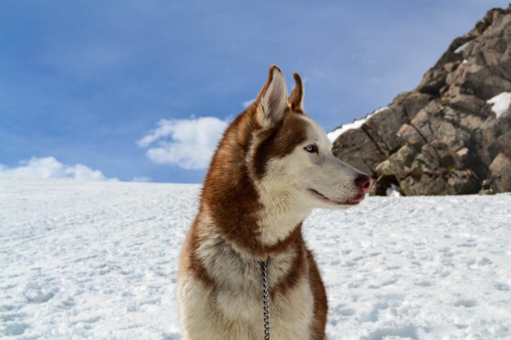 Image of a Husky in snow