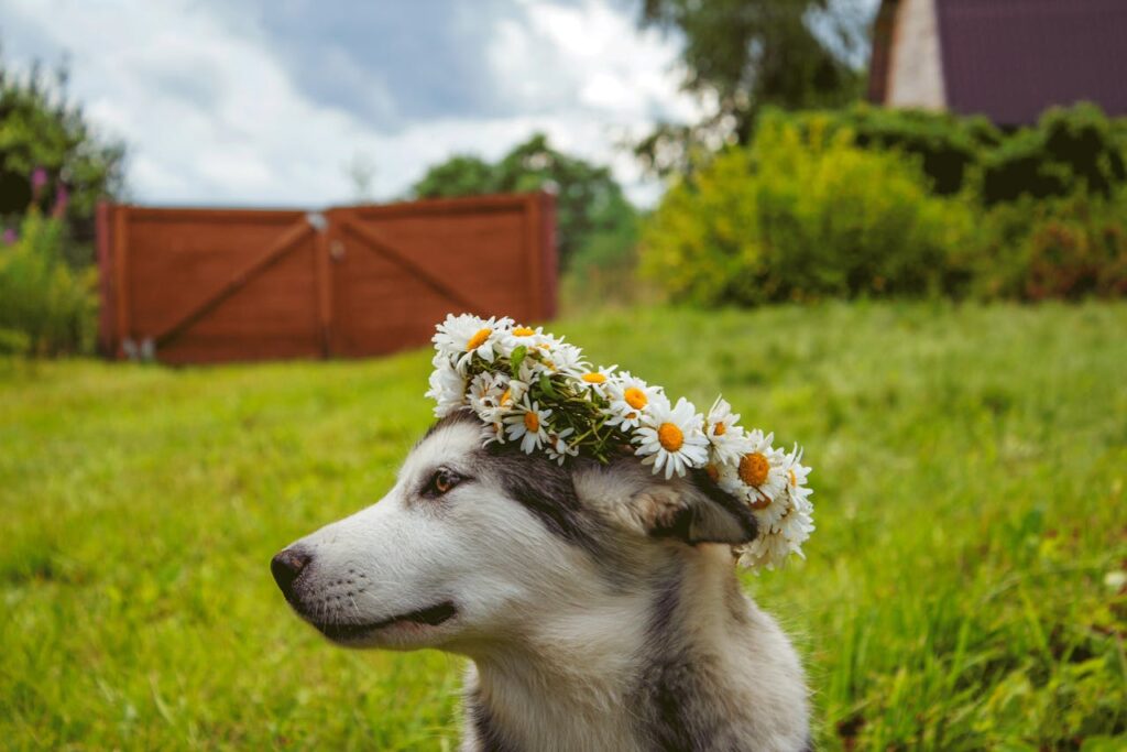A cute Huskey in garden