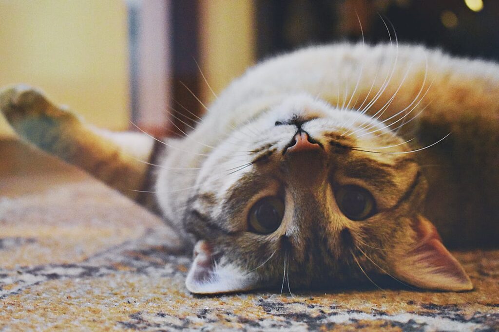 cat