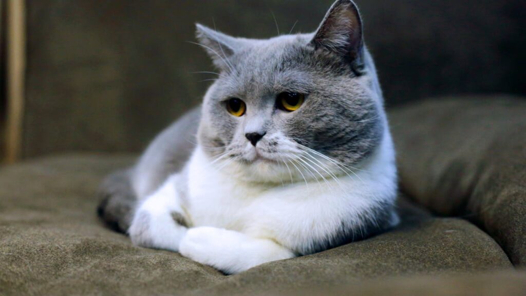 British Shorthair