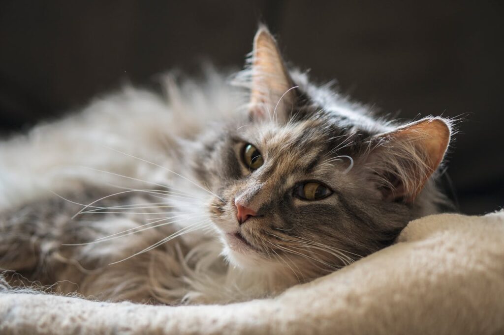 Maine Coon