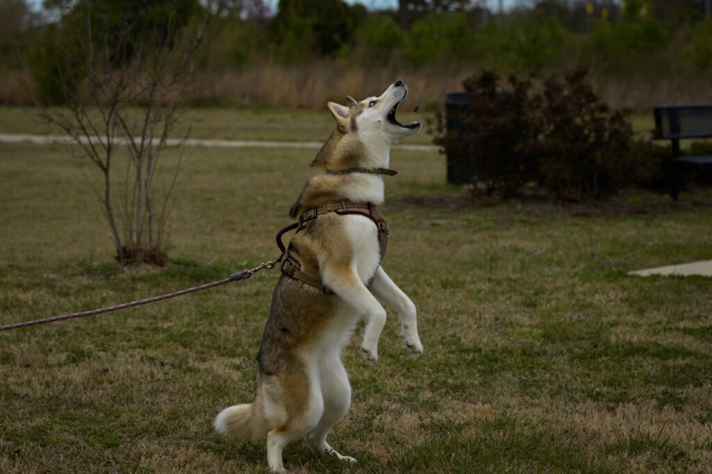 A Husky dog on a leash