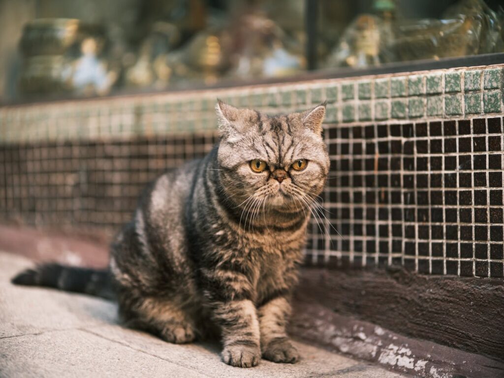 Exotic Shorthair