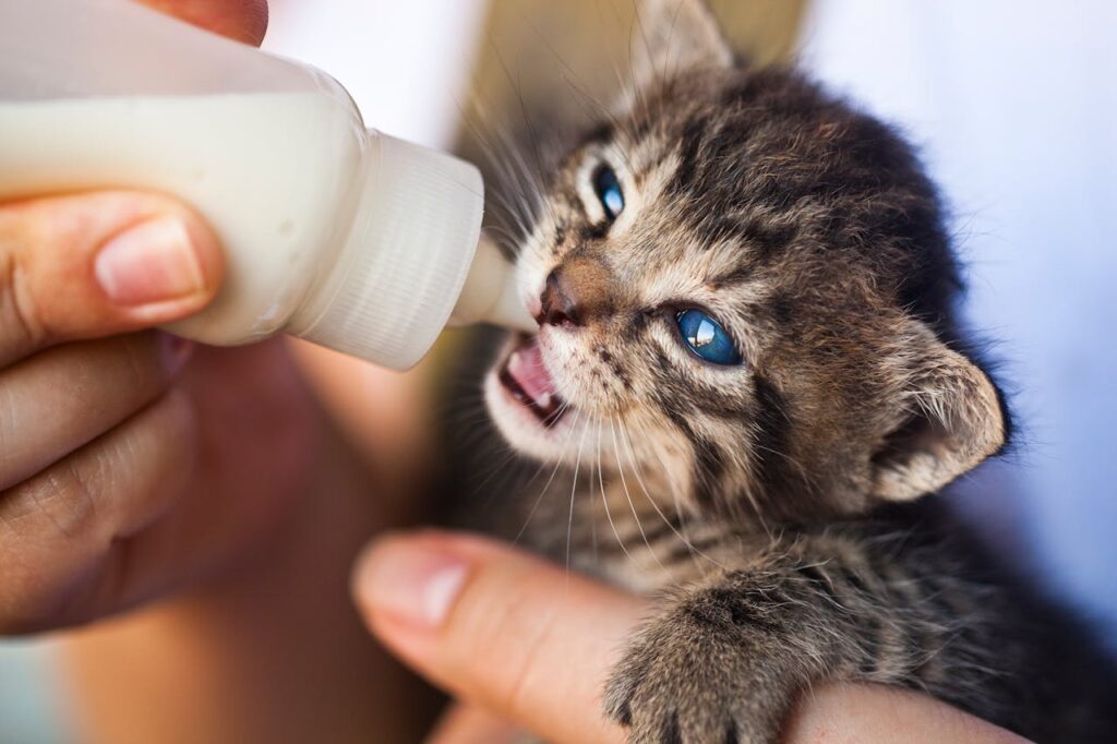 cat drinking milk