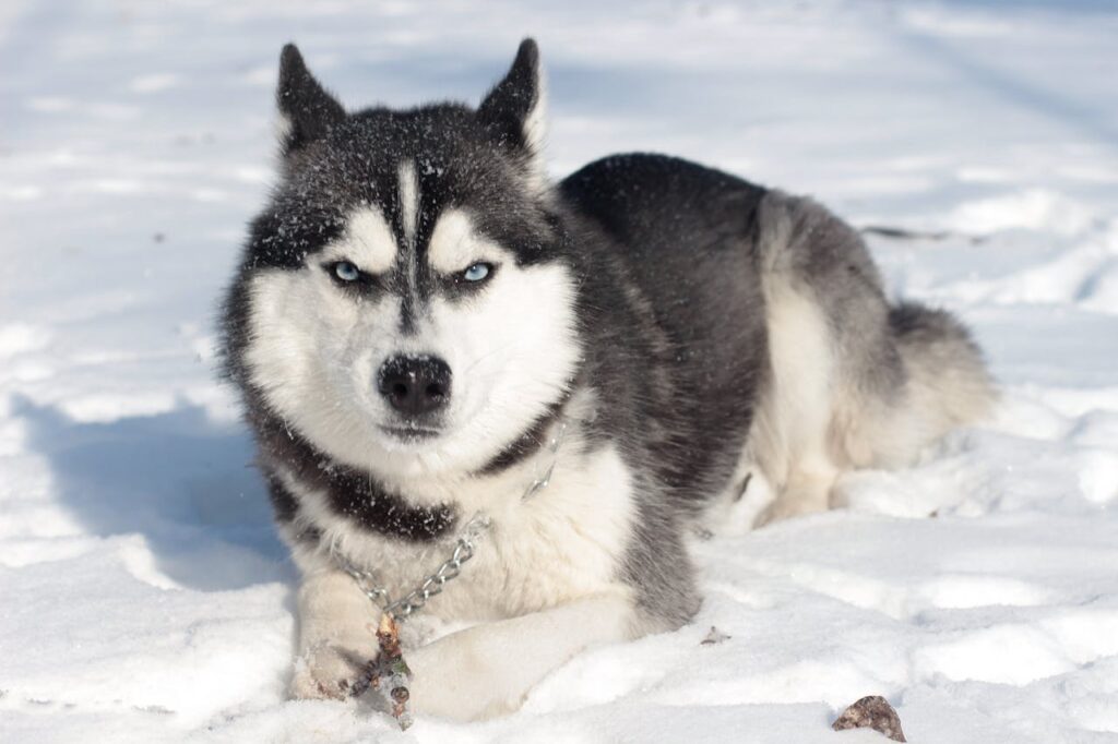 Siberian Husky in the snow with a mean look