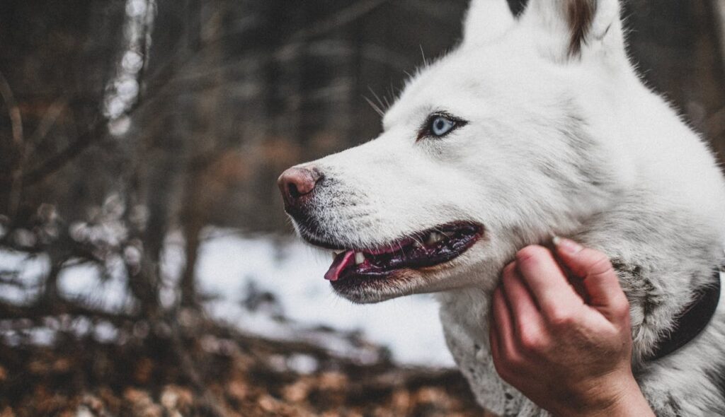 Closeup of a Siberian husky
